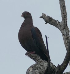 Patagioenas flavirostris