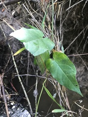 Gonolobus suberosus