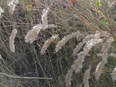 Melica transsilvanica