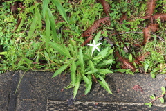 Hippobroma longiflora