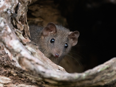 Antechinus stuartii