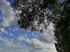 Populus × canadensis