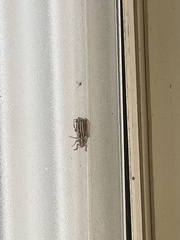 Polyphylla decemlineata