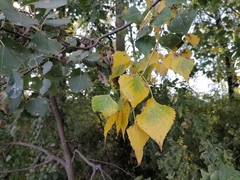 Populus × canadensis