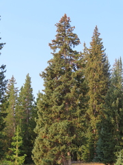 Picea engelmannii