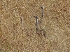 Eupodotis senegalensis