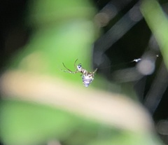 Argyrodes antipodianus