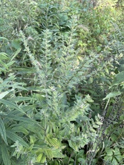 Lithospermum parviflorum