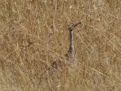 Eupodotis senegalensis