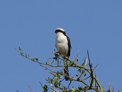 Lanius excubitoroides