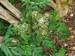 Sambucus cerulea