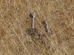 Eupodotis senegalensis