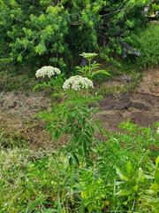 Sambucus cerulea