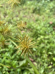 Cyperus esculentus