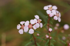Euryomyrtus ramosissima
