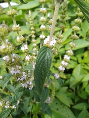 Lamiaceae