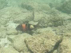 Parupeneus multifasciatus