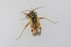Polymerus vulneratus