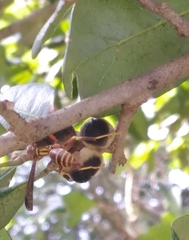 Disholcaspis quercusvirens