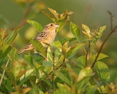 Ammodramus savannarum