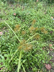 Cyperus esculentus