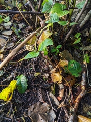 Maianthemum dilatatum