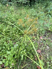 Cyperus esculentus