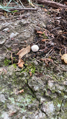 Lycoperdon marginatum