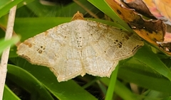 Macaria aemulataria