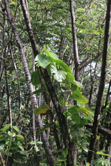 Epipremnum aureum
