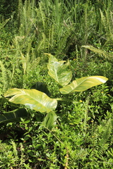 Epipremnum aureum