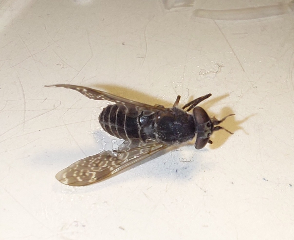 Haematopota scutellata