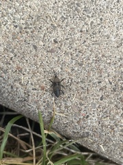 Sphenophorus parvulus