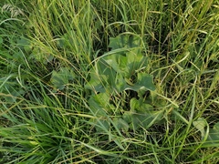 Petasites spurius