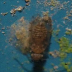 Ectopsocus meridionalis