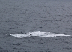 Balaenoptera musculus