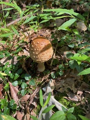 Amanita amerirubescens