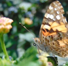Vanessa cardui