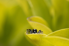 Phintelloides versicolor