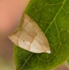 Coelostathma discopunctana