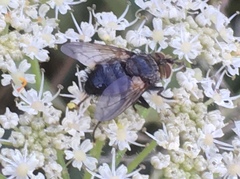 Eurithia anthophila