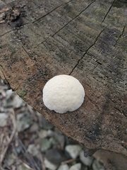 Reticularia lycoperdon