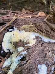Radulomyces copelandii