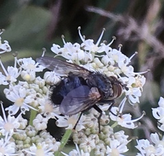 Eurithia anthophila
