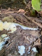 Radulomyces copelandii