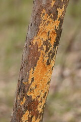 Steccherinum ochraceum