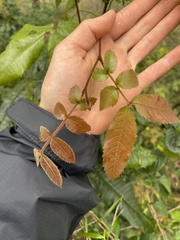 Alectryon tomentosus