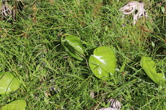 Epipremnum aureum