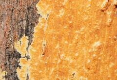 Steccherinum ochraceum