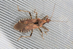 Himacerus mirmicoides